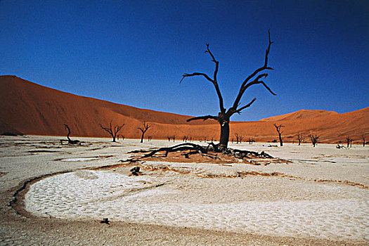 纳米比亚,索苏维来地区,死亡谷,枯木,水,大幅,尺寸