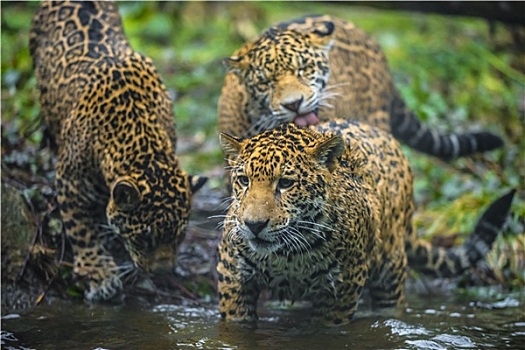 三个,幼兽,美洲虎,玩,相互,靠近,水