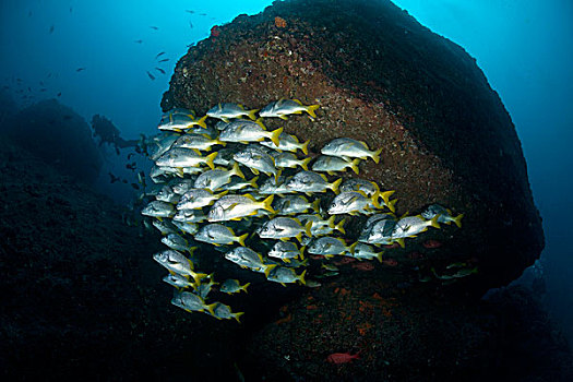 鱼群,咕噜声,潜水,岛屿,哥斯达黎加,北美