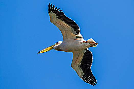 白鹈鹕,飞行,多瑙河三角洲,生物保护区,罗马尼亚,欧洲