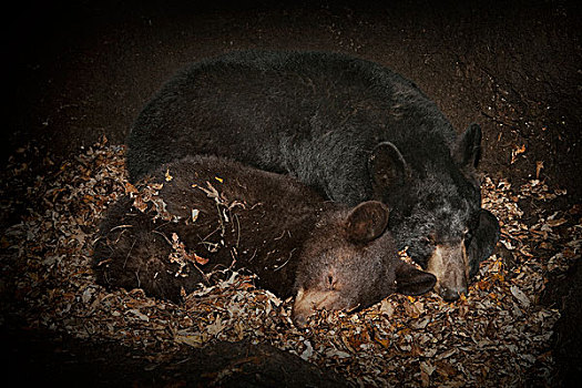 黑熊,美洲黑熊,母亲,冬眠,1岁,幼兽,室内,窝,明尼苏达