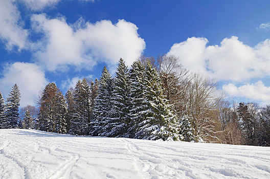 滑雪,积雪,冬季风景,上巴伐利亚,巴伐利亚,德国,欧洲