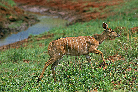林羚,雌性,站立,草,肯尼亚