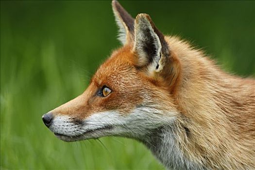 红狐,狐属,肖像,英格兰