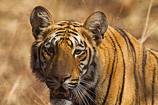 皇家,孟加拉虎,特写,虎,自然保护区,印度