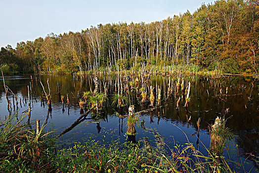荒野,自然保护区,秋天,石荷州,德国,欧洲