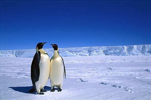 帝企鹅,一对,摇摆,栖息地,澳大利亚,南极,领土