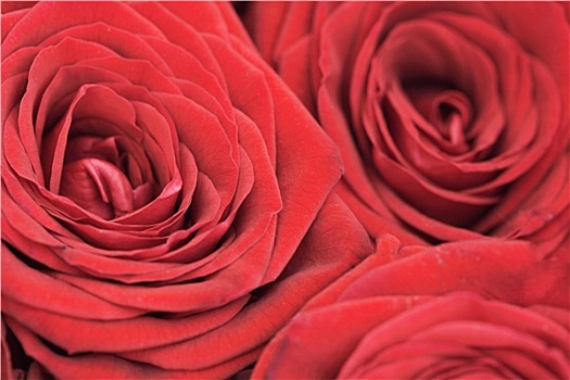 背景,红花,玫瑰