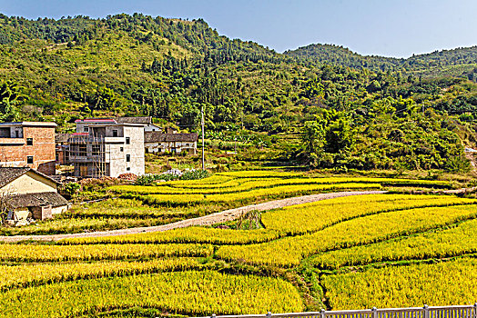 秋季成熟的稻田田园村庄景观背景