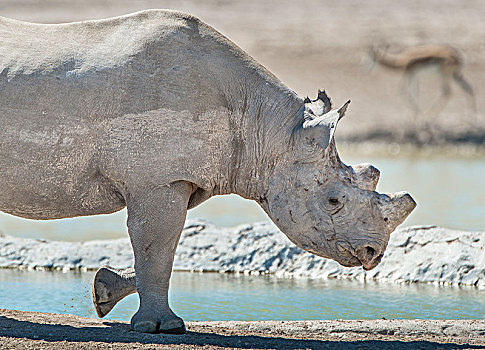 黑犀牛,成年,雄性,水潭,犄角,防护,埃托沙国家公园,纳米比亚,非洲