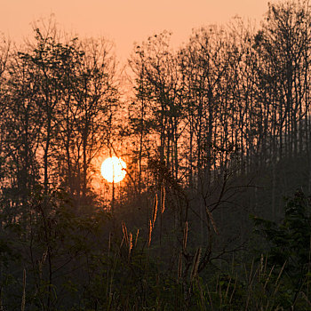 老挝琅勃拉邦森林日出