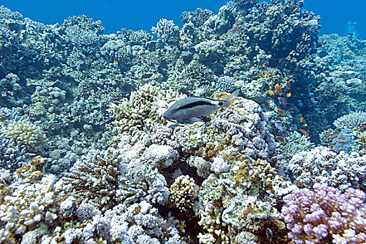 彩色,珊瑚礁,异域风情,羊鱼,水下