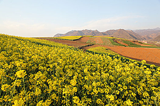 陕西蓝田玉山油菜花