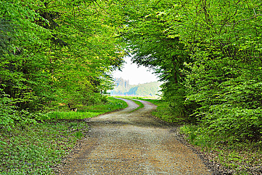 林中小径,春天,奥登瓦尔德,巴伐利亚,德国