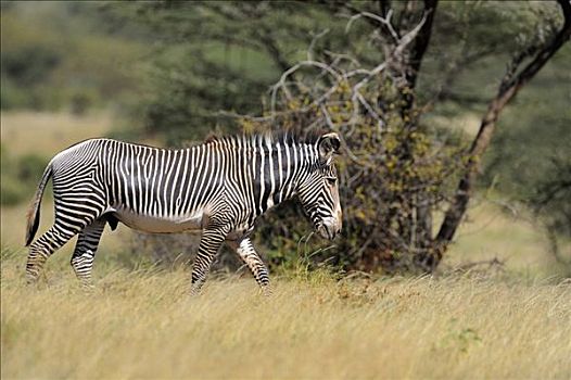 细纹斑马,皇家,斑马,萨布鲁国家公园,肯尼亚,东非,非洲