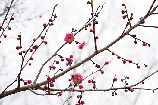 春季盛开梅花