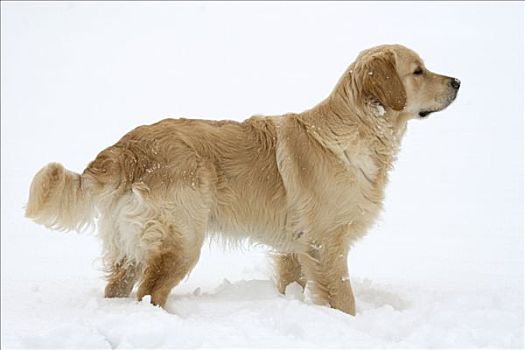 雄性,金毛猎犬,雪中