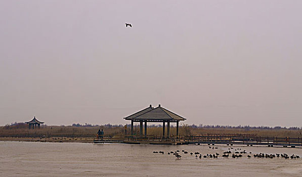 东营黄河入海口湿地