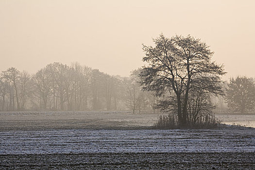 地点,树,冬天,下萨克森,德国