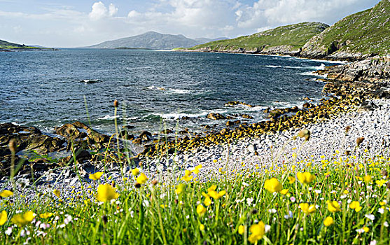 岛,海岸,靠近,特色,外赫布里底群岛,著名,茂密,野花,苏格兰,七月,大幅,尺寸