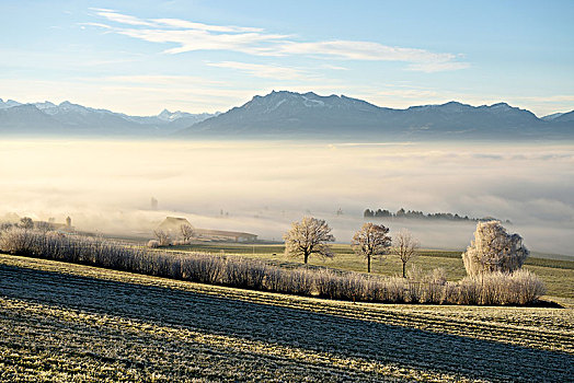 雾状,气氛,树,白霜,山谷,皮拉图斯,山丘,后面,瑞士,欧洲