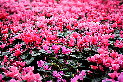 重庆南山植物园温室花卉植物