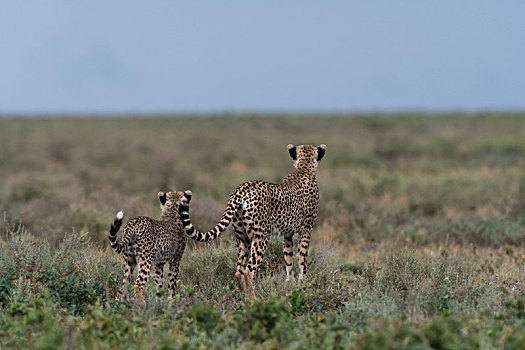女性,印度豹,猎豹,幼兽,察看,大草原,恩戈罗恩戈罗,保护区,塞伦盖蒂,坦桑尼亚