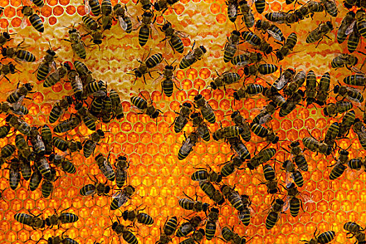 蜂窝,许多,蜂蜜,蜜蜂,逆光