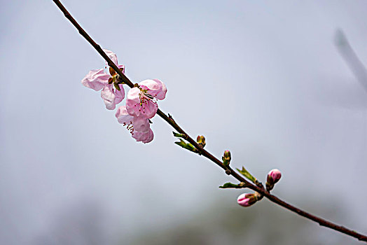 桃花,桃花盛开