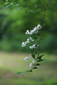 溲疏树上的白花