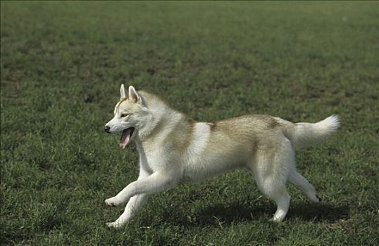 西伯利亚,哈士奇犬,公园