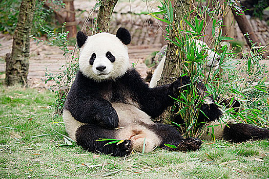 两个,大熊猫,成都,熊猫,饲养,四川,中国