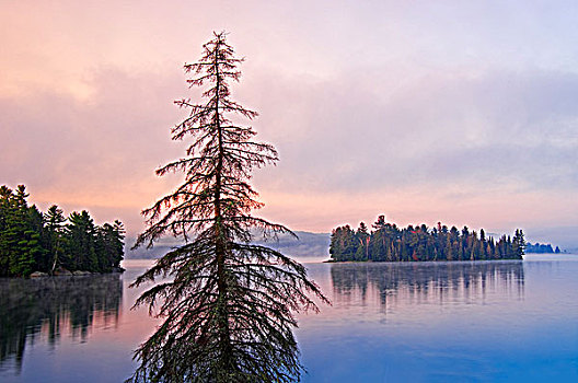 黎明,湖,两个,河,雾,阿尔冈金省立公园,安大略省,加拿大