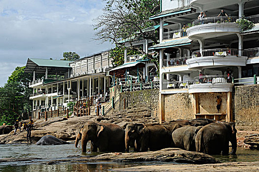 东南亚,斯里兰卡,品纳维拉,大象,动物收容院,群,沐浴,正面,旅游