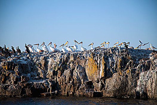 海鸥,栖息,岩石上,安大略省,加拿大
