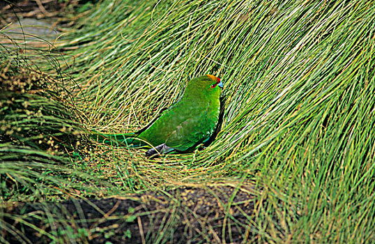 长尾鹦鹉,新西兰