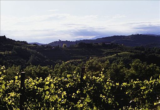葡萄园,葡萄种植园,意大利