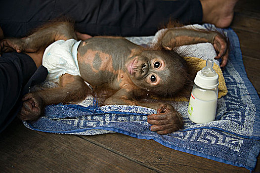 猩猩,黑猩猩,1岁,幼仔,时间,中心,婆罗洲,印度尼西亚