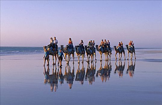 骆驼,跋涉,凯布尔海滩,金伯利,澳大利亚