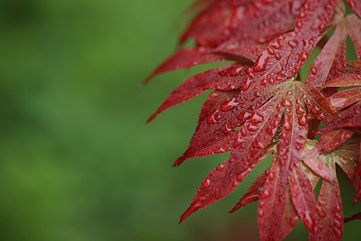 雨后的红叶