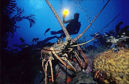 潜水,大螯虾,加勒比海