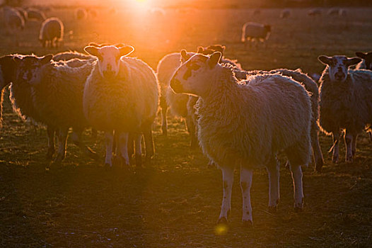 绵羊,晚上,太阳
