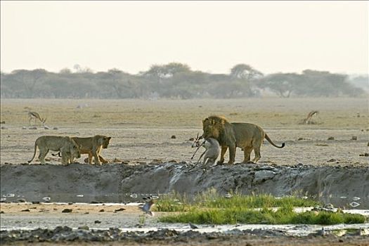 猎捕,狮子,杯子,杀死,跳羚,博茨瓦纳,非洲