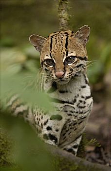豹猫,虎猫,坐,植物,林中地面,亚马逊雨林,厄瓜多尔,南美