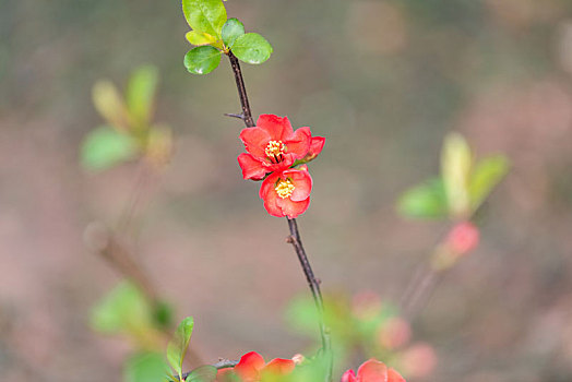 济南百花公园的各种花儿