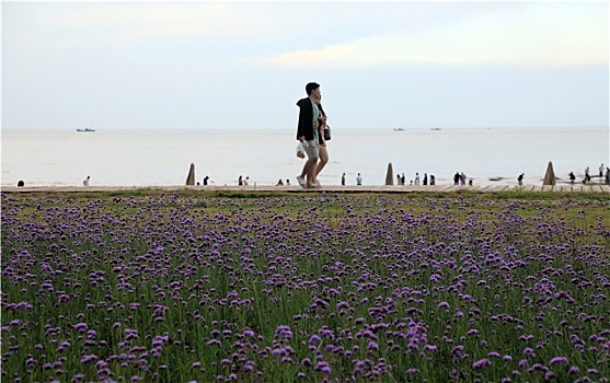 山东省日照市,雨后的海边空气清新,游客漫步海滨徜徉花海感受清凉