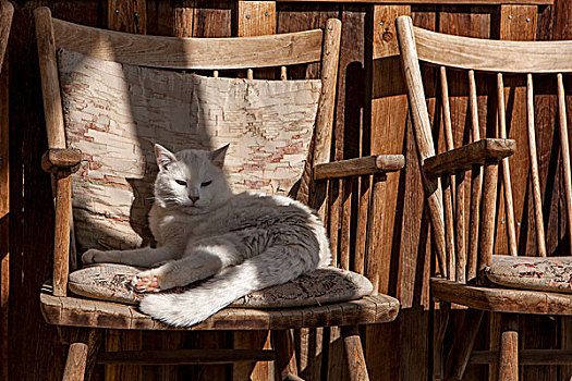 猫,放松,垫子,木椅,靠近,华盛顿