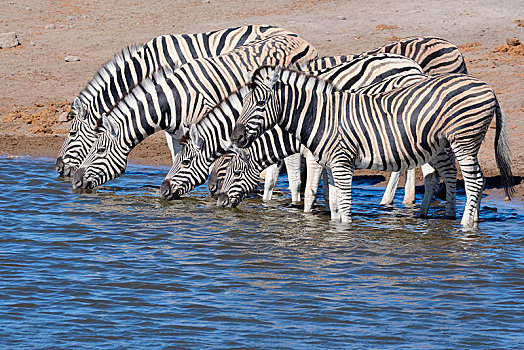 牧群,斑马,马,喝,水潭,埃托沙国家公园,纳米比亚,非洲
