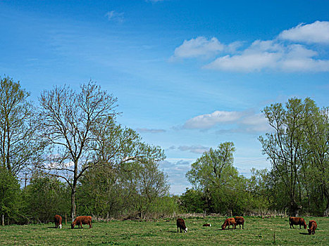 母牛,放牧,威尔特,英国