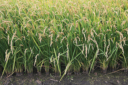 黑龙江,建三江农场种植的水稻
